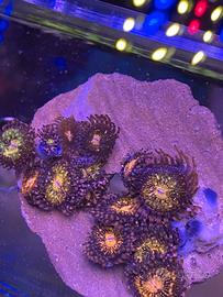 Talee corallo zoanthus