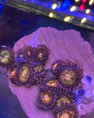 Talee corallo zoanthus