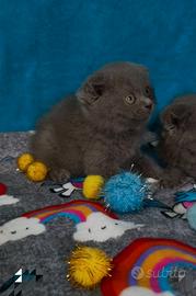 Gattini scottish fold