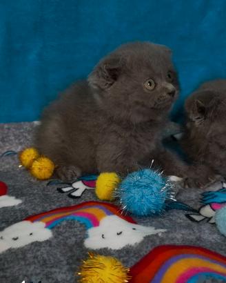 Gattini scottish fold