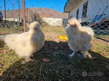 Gallo Morosetta nana , color paint