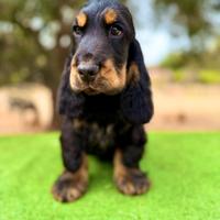 Cocker Spaniel Inglese