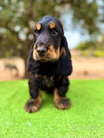 Cocker Spaniel Inglese