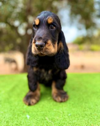 Cocker Spaniel Inglese