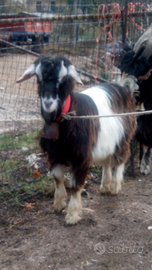 Maschio di Capra becco