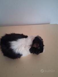 Cavie porcellini d'india