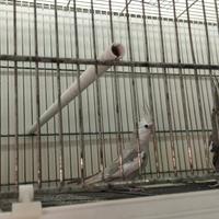 Coppia di calopsite riproduttiva