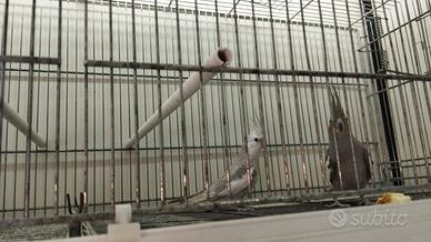 Coppia di calopsite riproduttiva