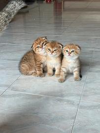 Cuccioli scottish fold
