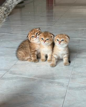 Cuccioli scottish fold