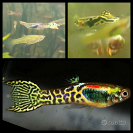 Pesci per acquario Endler Snakeskin in purezza