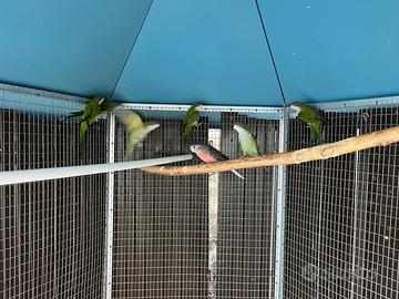 Parrocchetto della Sierra Aymara