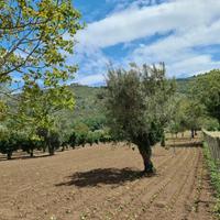 Terreno agricolo 4897 mq - bellona