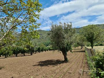 Terreno agricolo 4897 mq - bellona