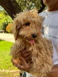 Cuccioli di barboncino Toy