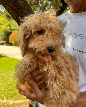 Cuccioli di barboncino Toy