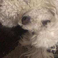 Accoppiamento barboncino bianco