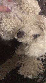 Accoppiamento barboncino bianco