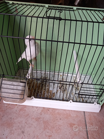 Canarini bianco maschio