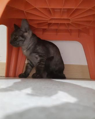 Elodie cucciola simpatica