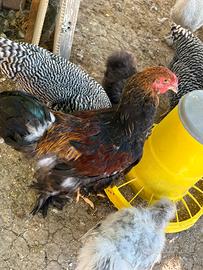 Gallo Brahma