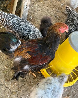 Gallo Brahma