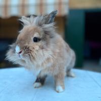 Coniglietto testa di leone