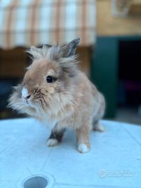 Coniglietto testa di leone