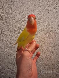 Inseparabile allevato a mano