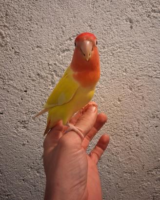 Inseparabile allevato a mano