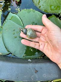 Lymnaea stagnalis, lumaca pulitrice