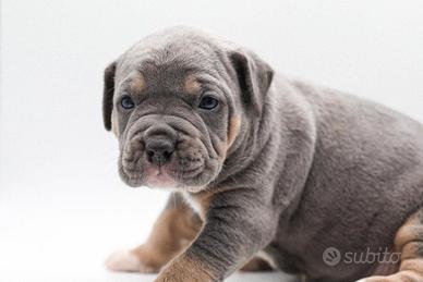 American pitbull terrier