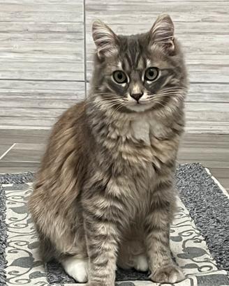 Siberiano