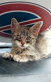 Adozione gattina cenerina