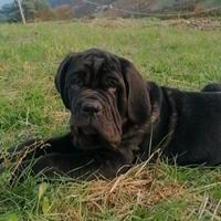 Cuccioli di Mastino Napoletano