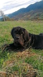 Cuccioli di Mastino Napoletano