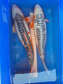Koi shusui