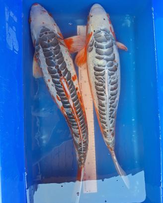 Koi shusui