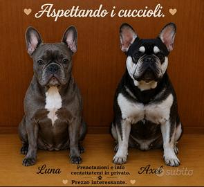 Bulldog francese