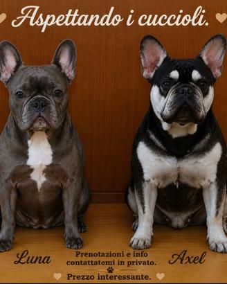Bulldog francese