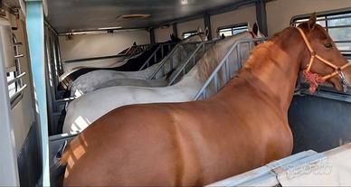 Trasporto Cavalli