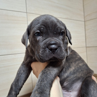 Cuccioli cane corso