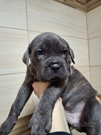 Cuccioli cane corso