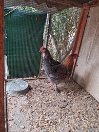 Galli Marans