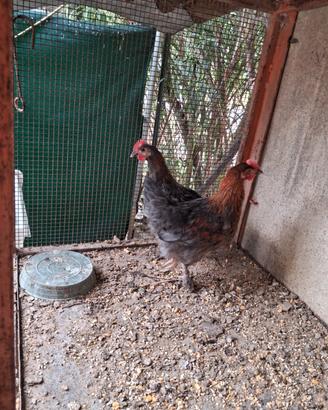 Galli Marans