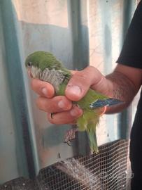 Pappagalli