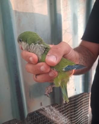 Pappagalli