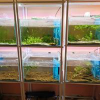 Batteri di 9 acquari indipendenti