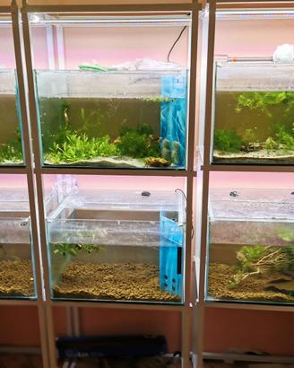 Batteri di 9 acquari indipendenti