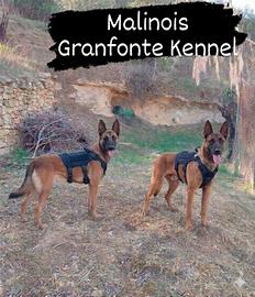 Pastore Belga Malinois